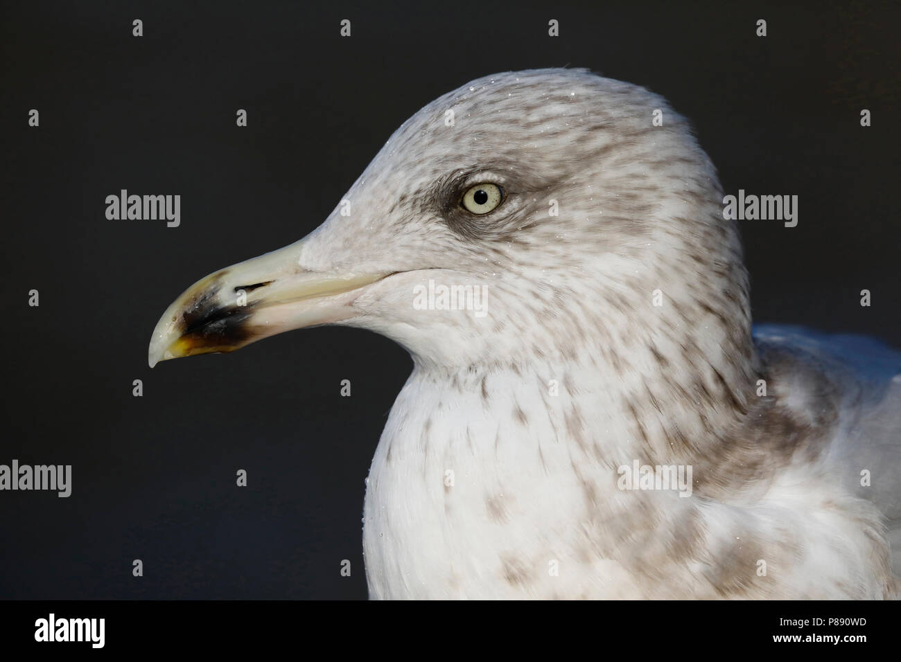 Zilvermeeuw; Aringa Gull; Larus argentatus Foto Stock