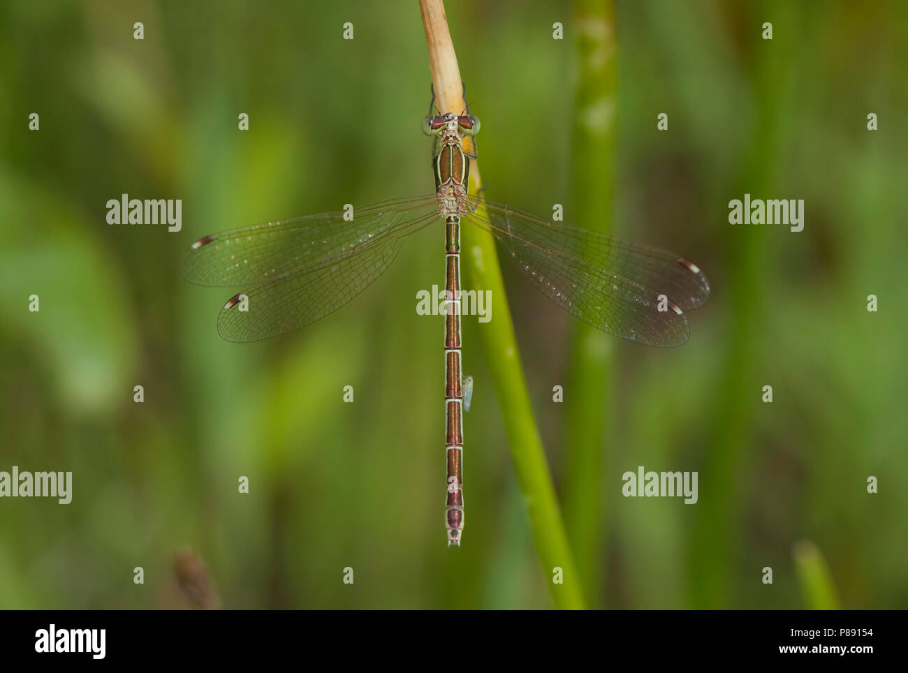 Imago Zwervende pantserjuffer; Adulti Spreadwing migranti; adulto meridionale libellula Smeraldo Foto Stock