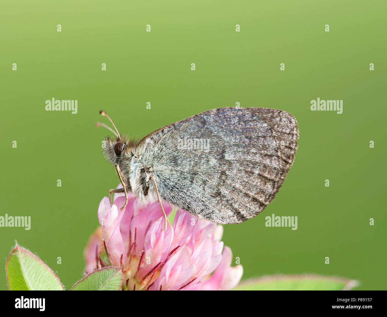 Zwitserse glanserebia / Swiss graffiante Ringlet (Erebia tyndarus) Foto Stock