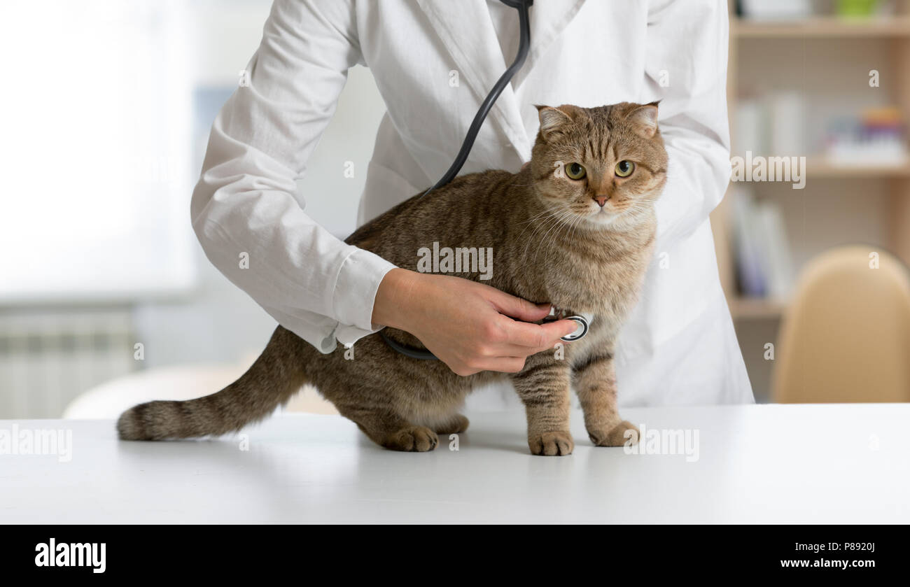 Gatto sul tavolo in clinica veterinaria Foto Stock