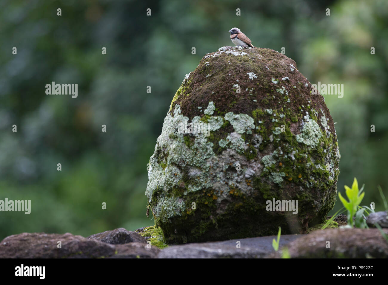 Tiki statua, Hiva Oa, Isole Marchesi Foto Stock
