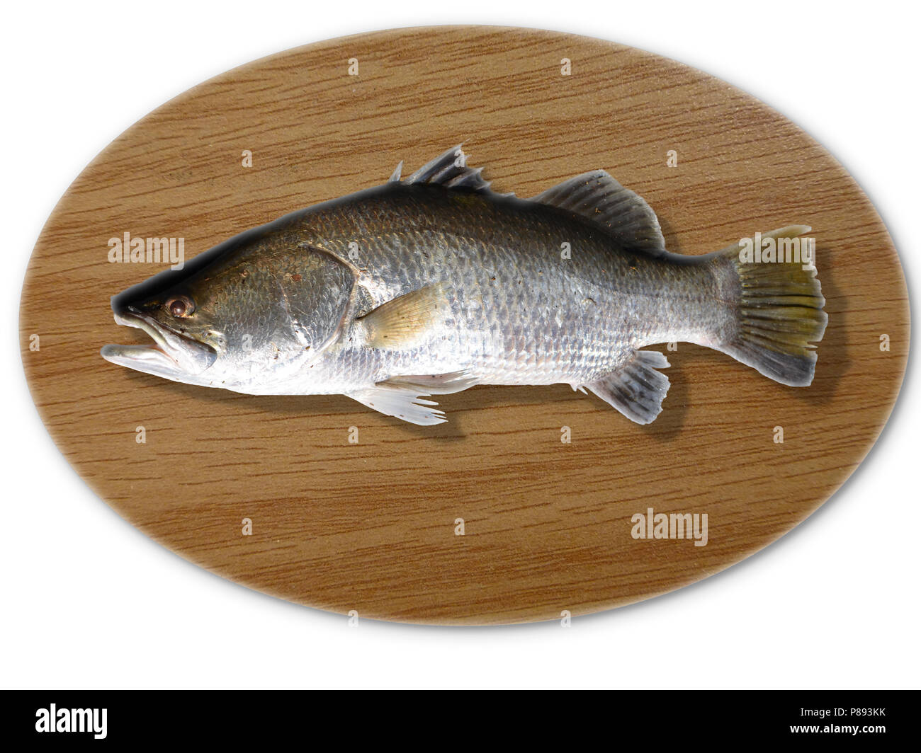 Mounted fish immagini e fotografie stock ad alta risoluzione - Alamy