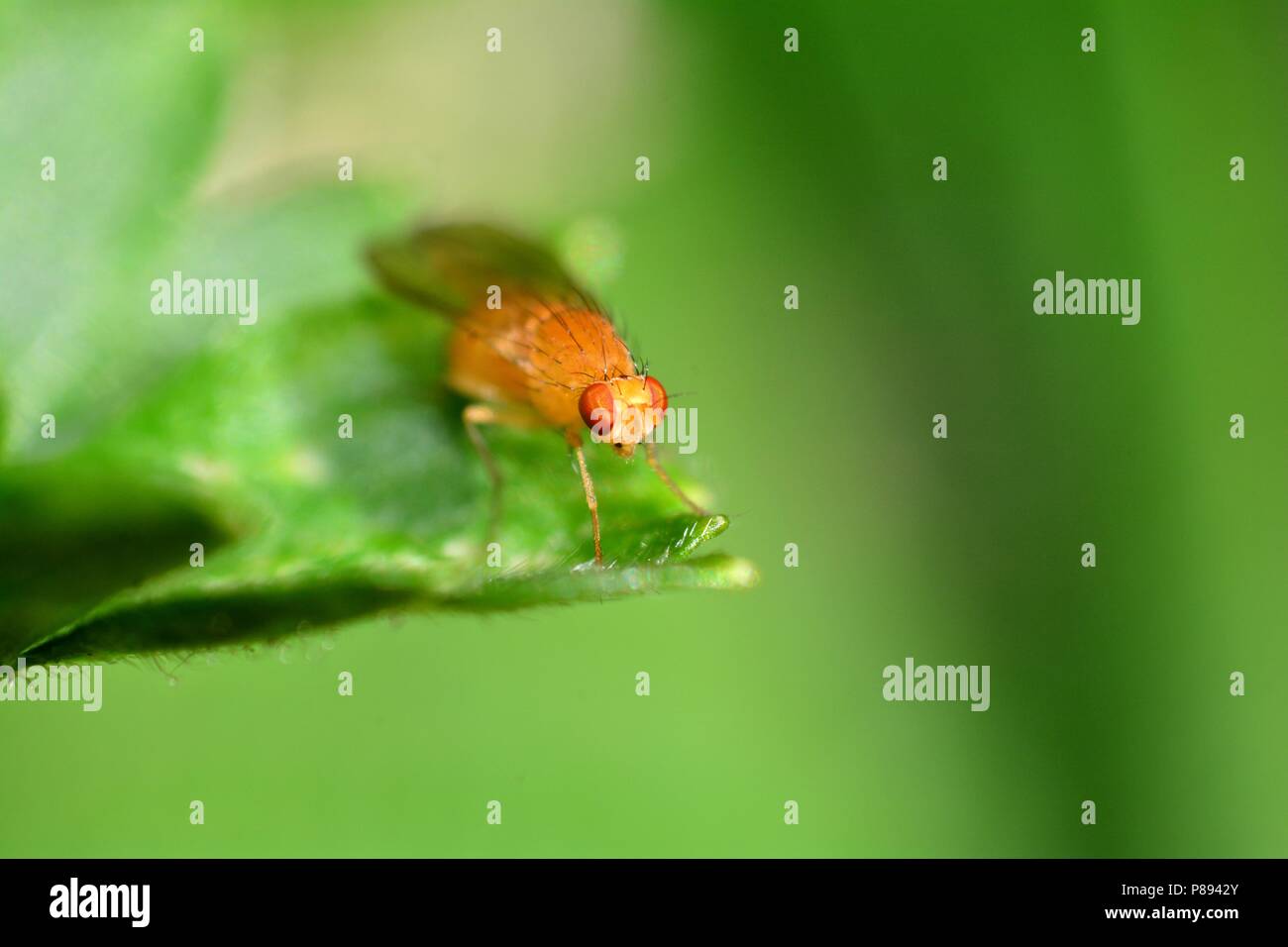 Mosca della frutta in arancione in natura ( Drosophila melanogaster ) Foto Stock