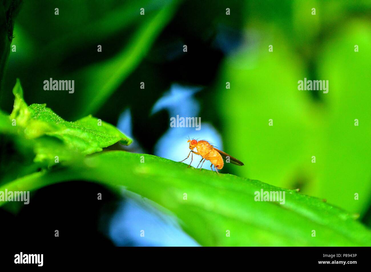 Mosca della frutta in arancione sul lato in natura ( Drosophila melanogaster ) Foto Stock