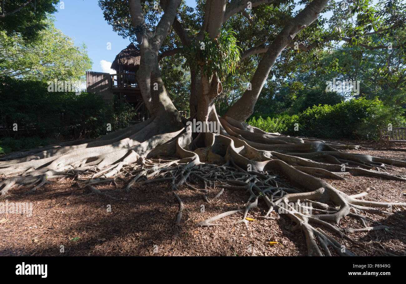 Giardini Botanici Marie Selby. Sarasota, Florida Foto Stock