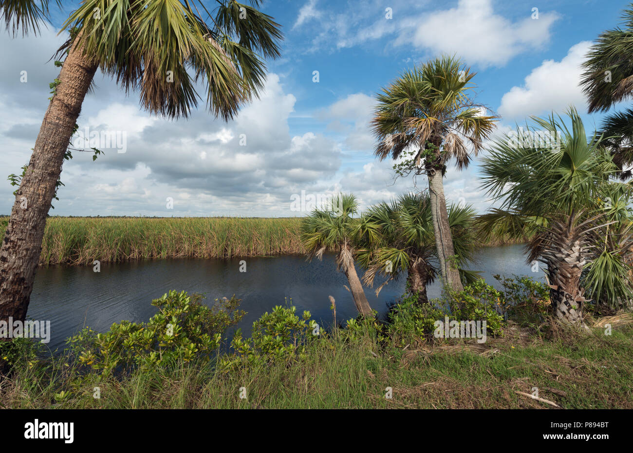 Cavolo palme in prossimità di acqua in Florida Foto Stock