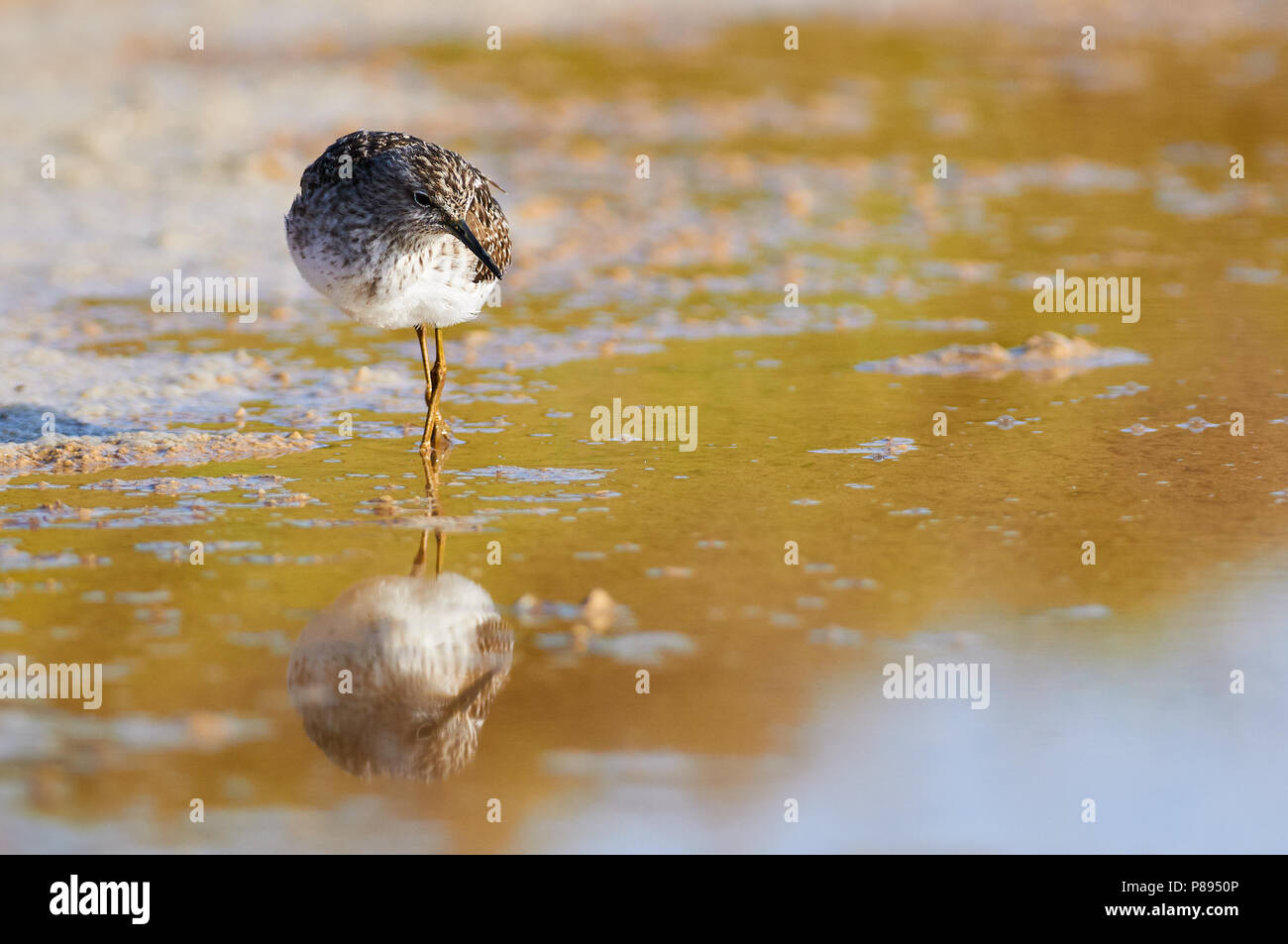 Wood sandpiper (Tringa glareola) caccia in zone umide di Estanyets de Can Marroig (Parco Naturale di Ses Salines, Formentera, isole Baleari, Spagna) Foto Stock