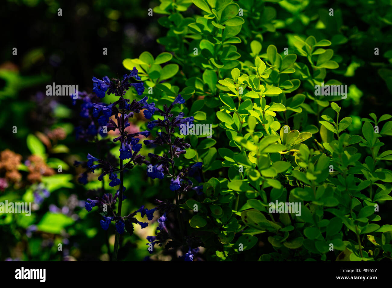 Giochi di luce del sole e ombre su un piante decorative di un giardino estivo. Una variopinta scena floreale. Bassa foto chiave. Spazio libero per inserire il testo. Foto Stock