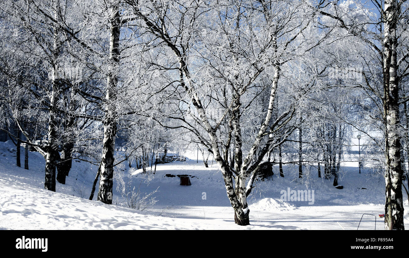 Alberi congelati Winter Wonderland Foto Stock