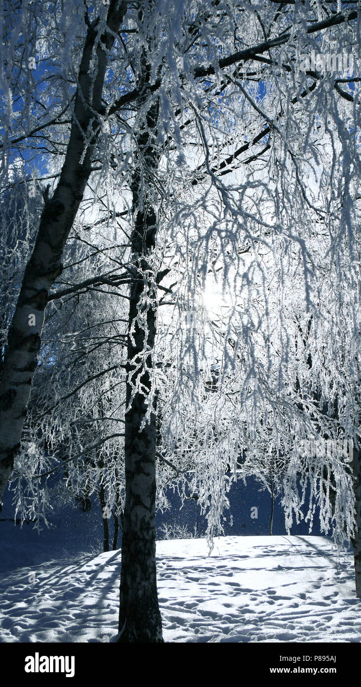 Alberi congelati Winter Wonderland Foto Stock