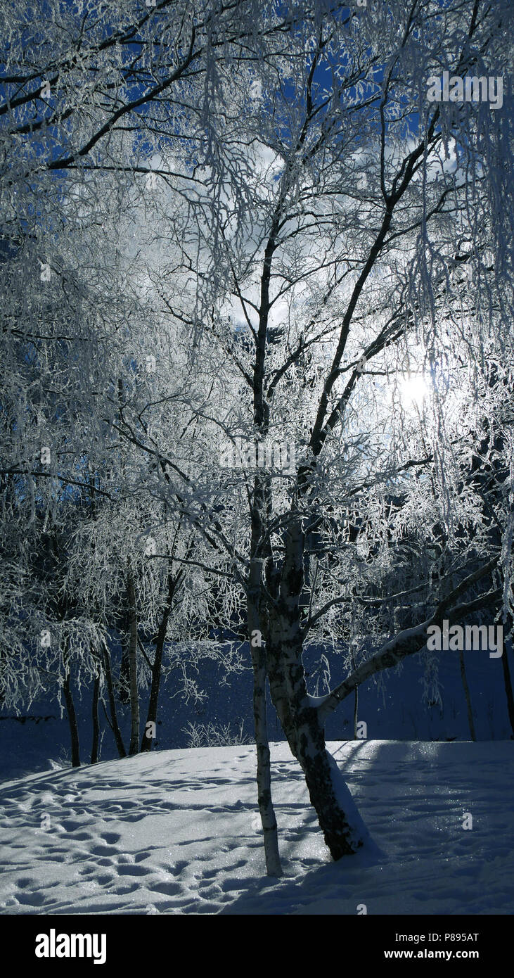 Alberi congelati Winter Wonderland Foto Stock