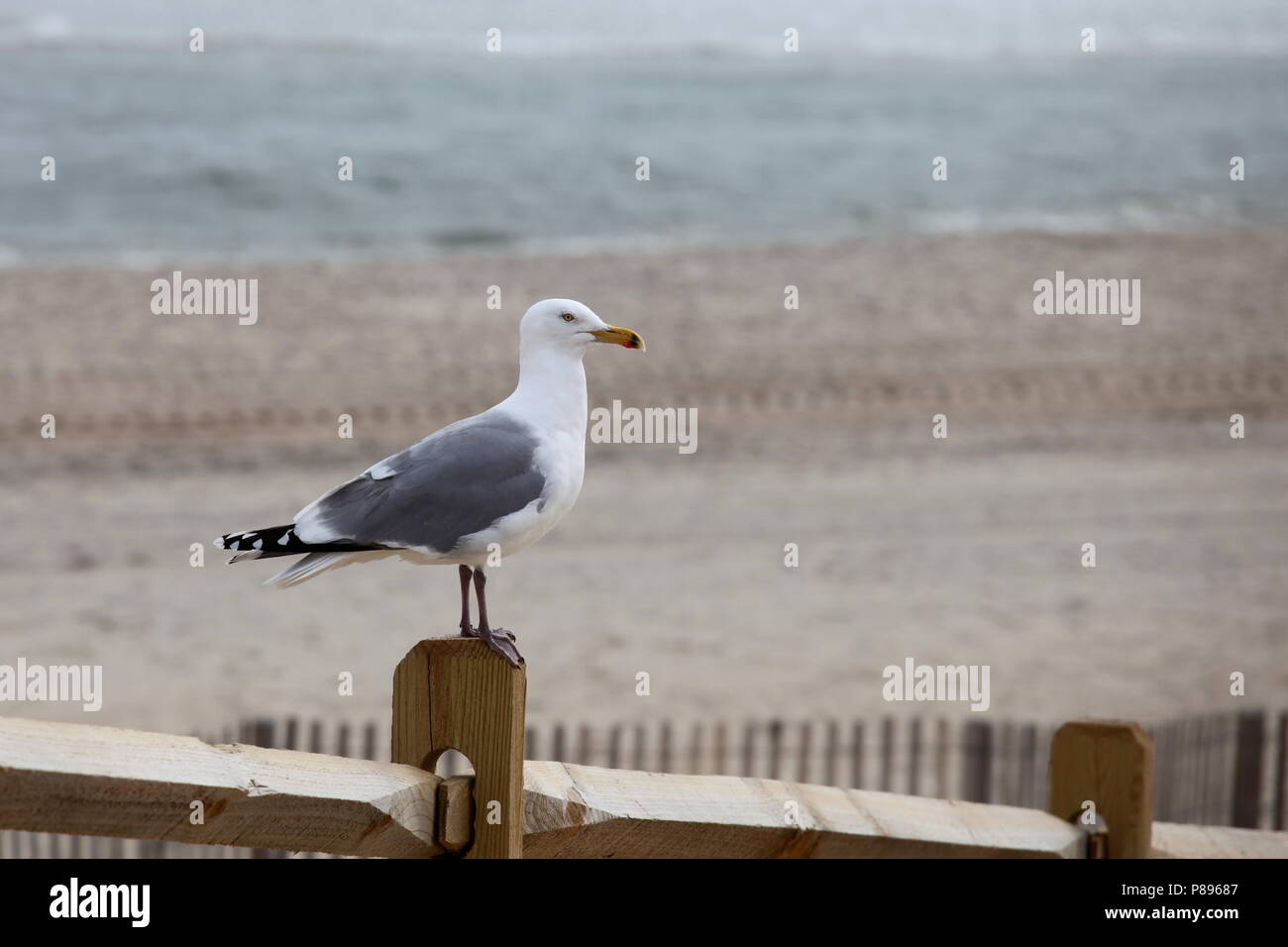 Gabbiano Beach Foto Stock