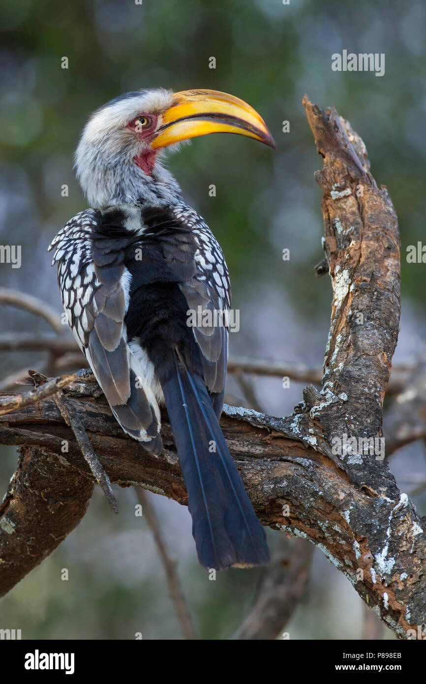 Southern Yellow-fatturati Hornbill (Tockus leucomelas) Foto Stock