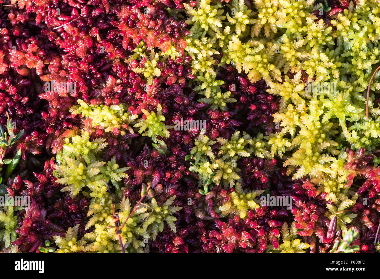 Hoogveenvenmos en Wtattig veenmos, Magellanic bogmoss e Papillose Bog-moss Foto Stock