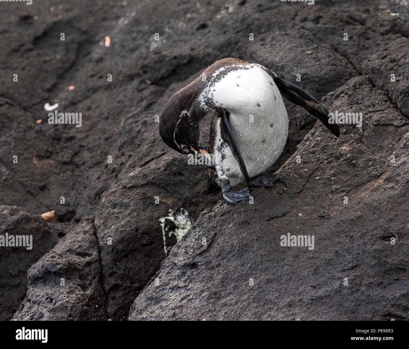 Le Galapagos Penguin (Spheniscus mendiculus), una rara specie endemiche delle Galapagos Foto Stock