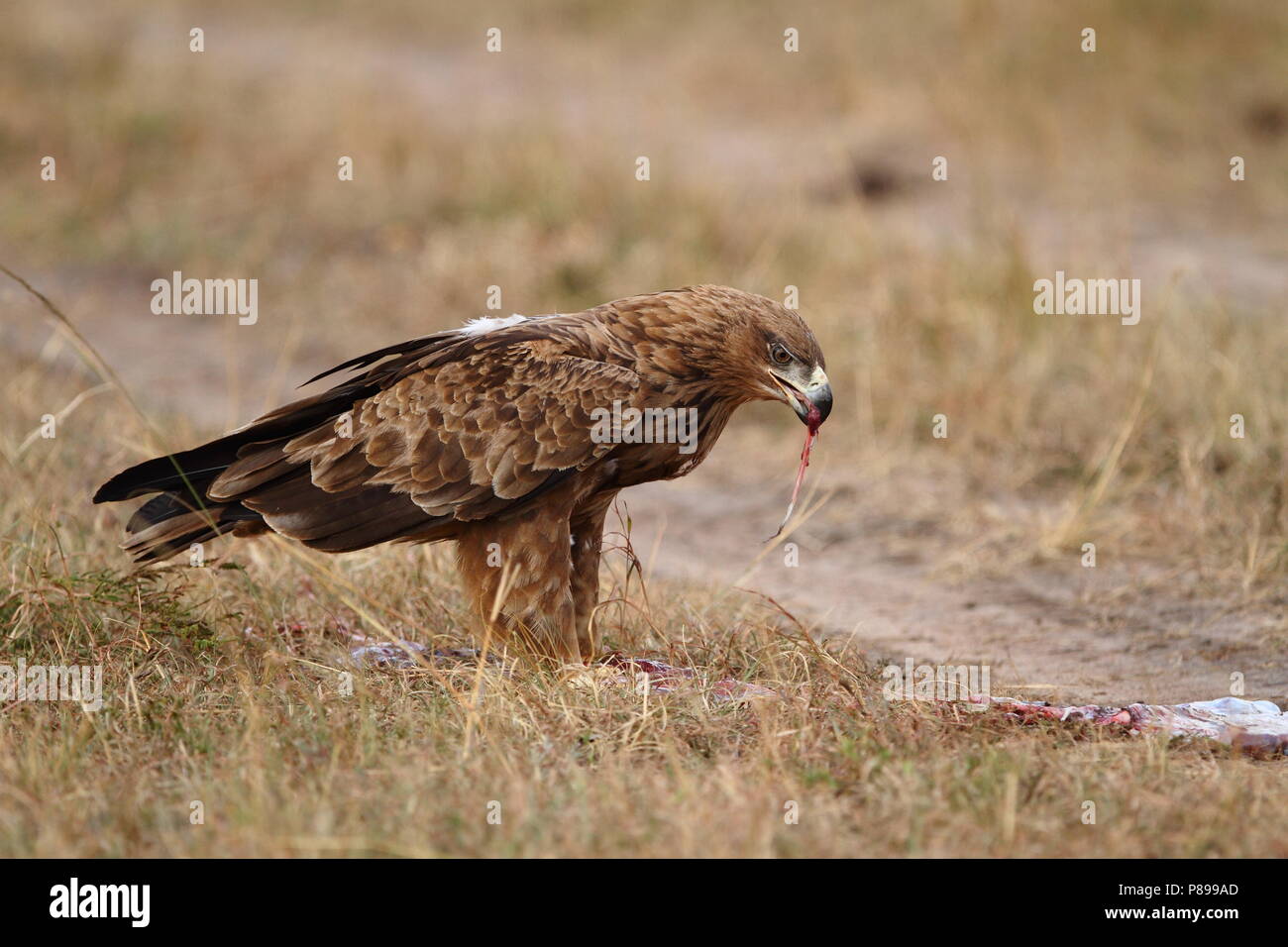 Bruno eagle ritratto Foto Stock