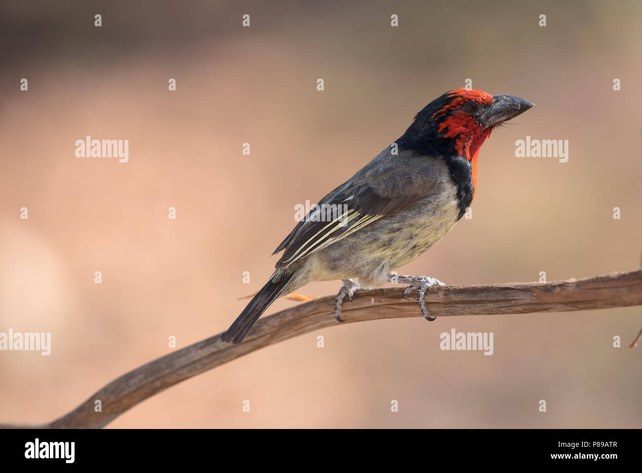 Nero-collare Lybius Barbet torquatus Foto Stock