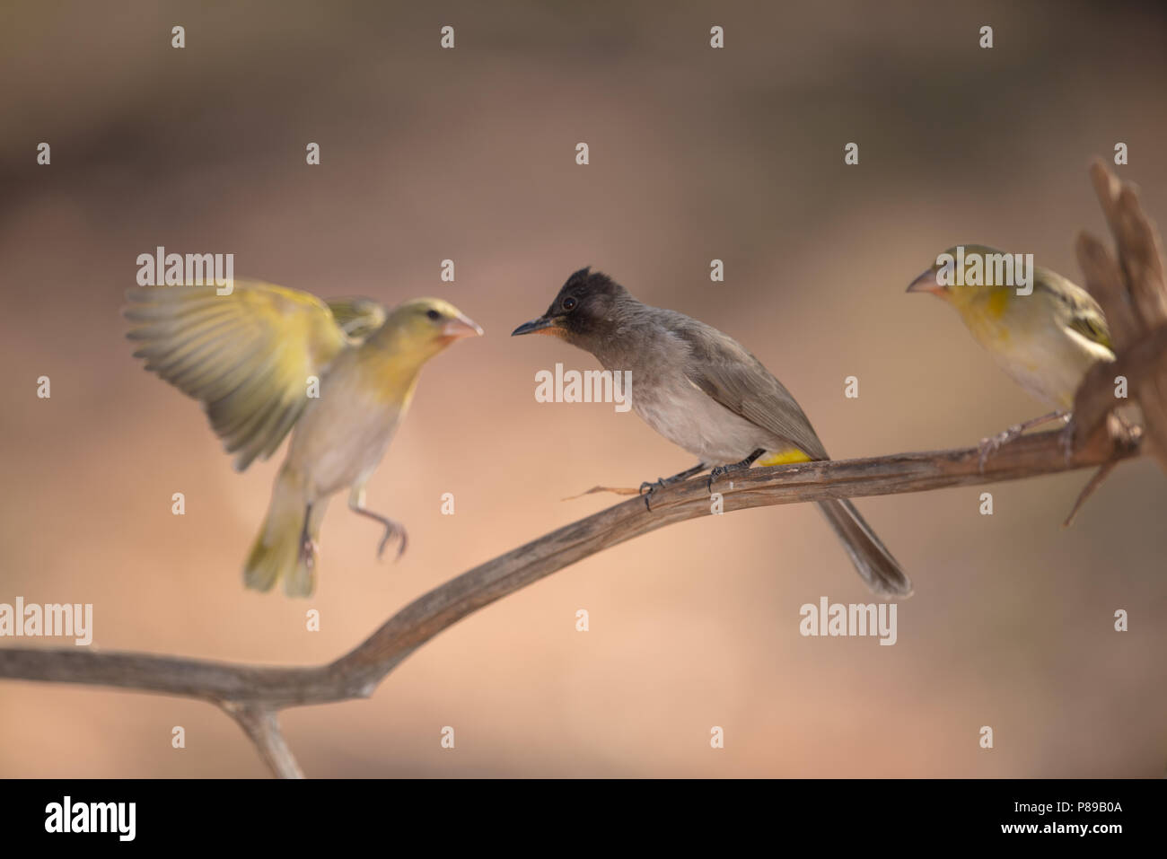 Dark capped bulbul Africa Foto Stock