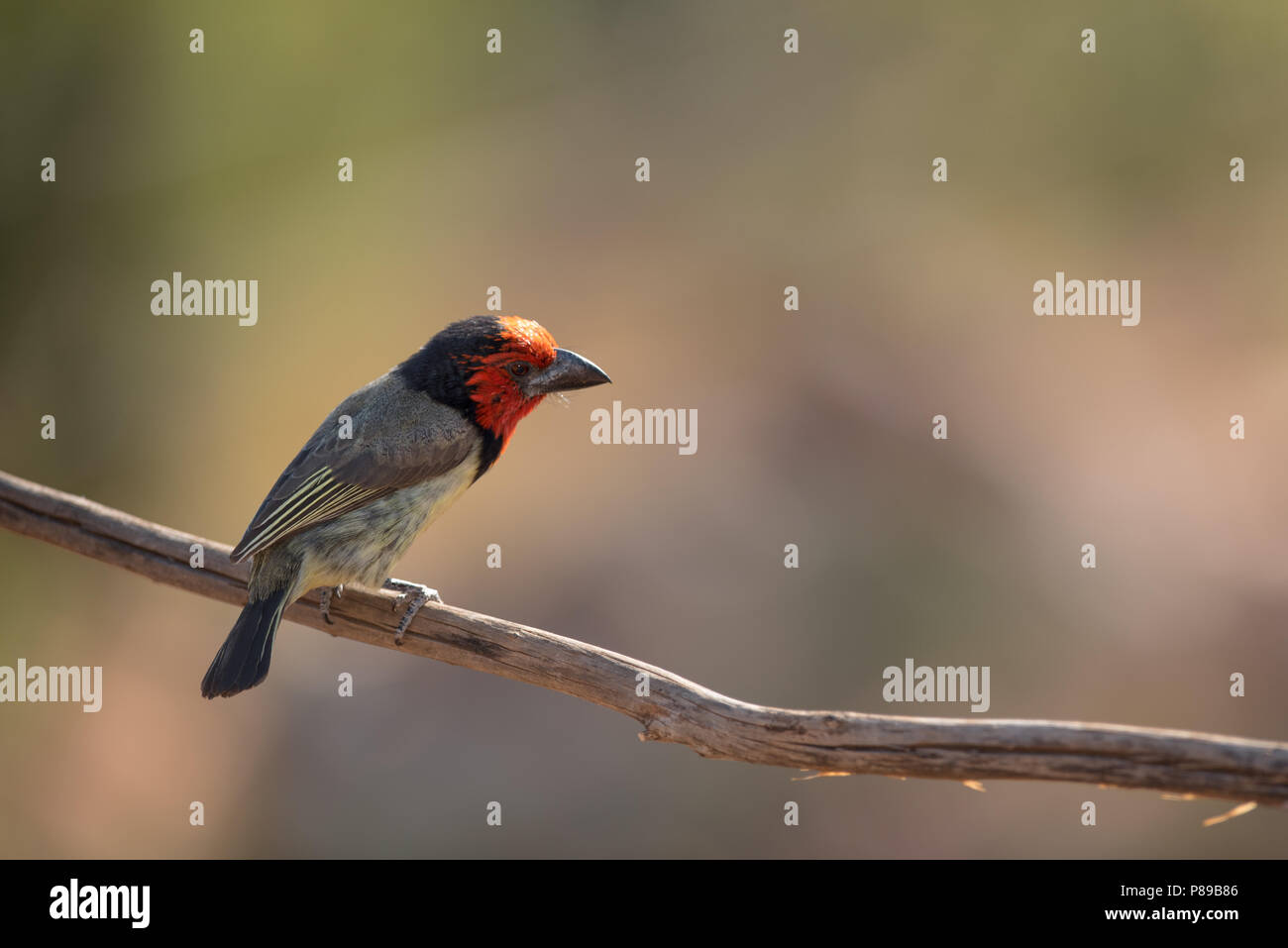Nero-collare Lybius Barbet torquatus Foto Stock