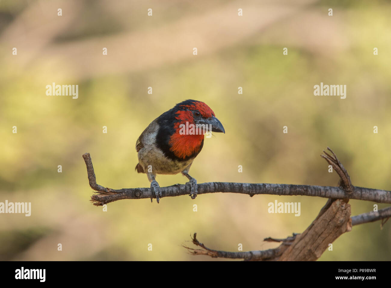 Nero-collare Lybius Barbet torquatus Foto Stock