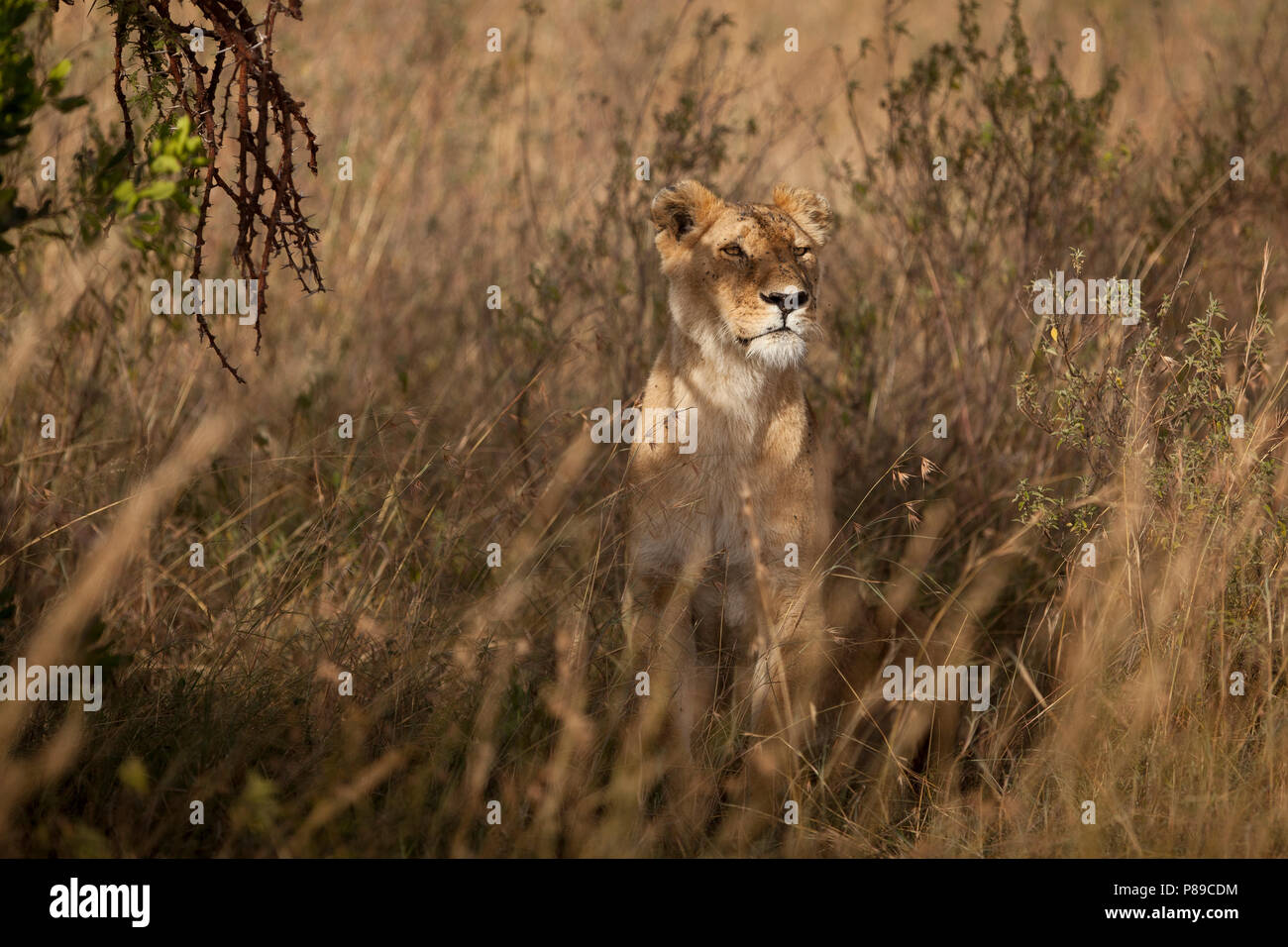 Leonessa in stealth boccola del Masai Mara Foto Stock
