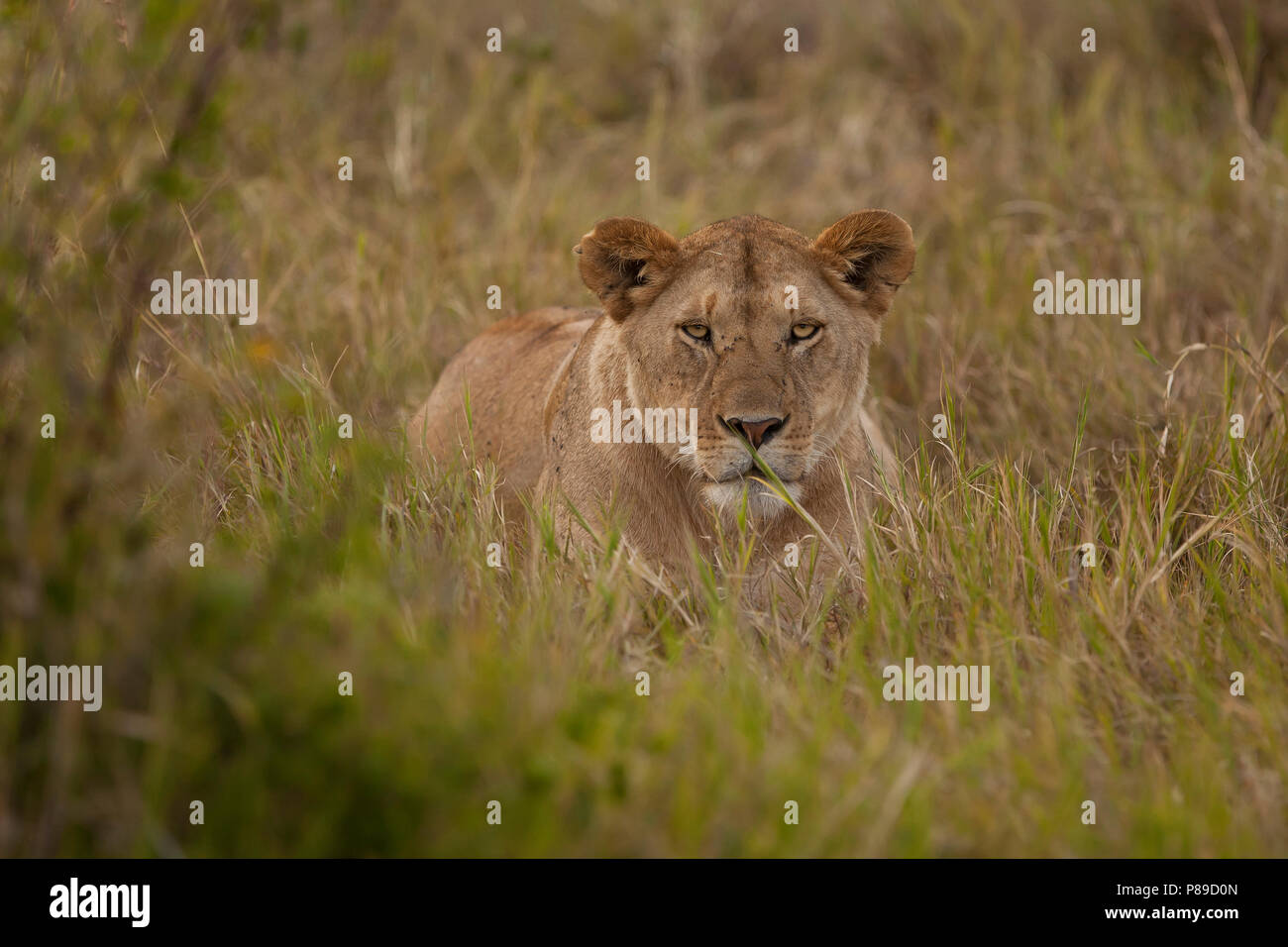 Leonessa in stealth boccola del Masai Mara Foto Stock