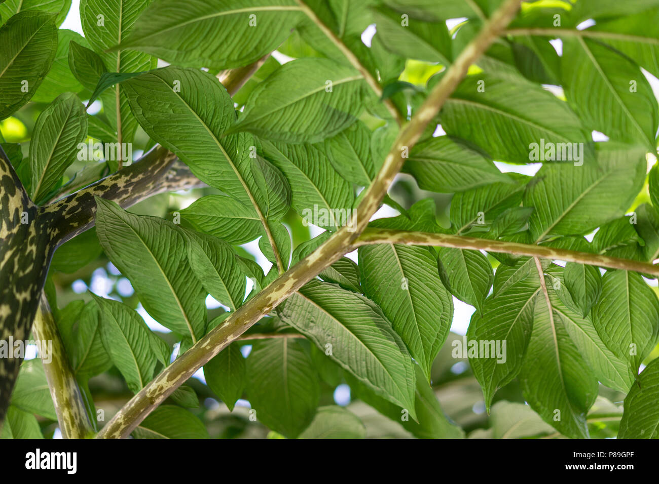 Foglie di konjac amorphopallus noto anche come diavoli linguetta Foto Stock