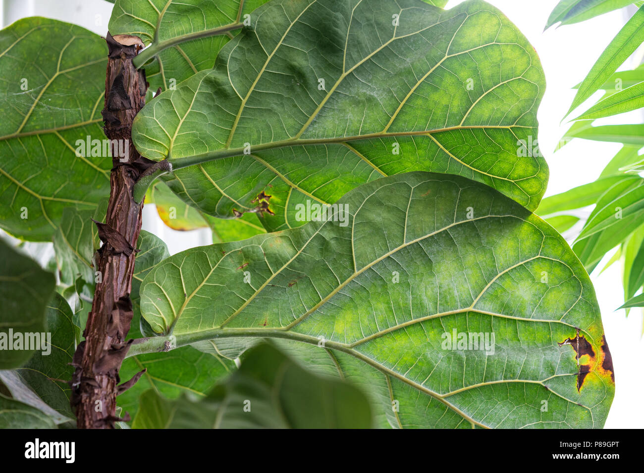 Ficus lyrata moraceae albero pianta con grandi foglie dall Africa tropicale  albero di gomma Foto stock - Alamy
