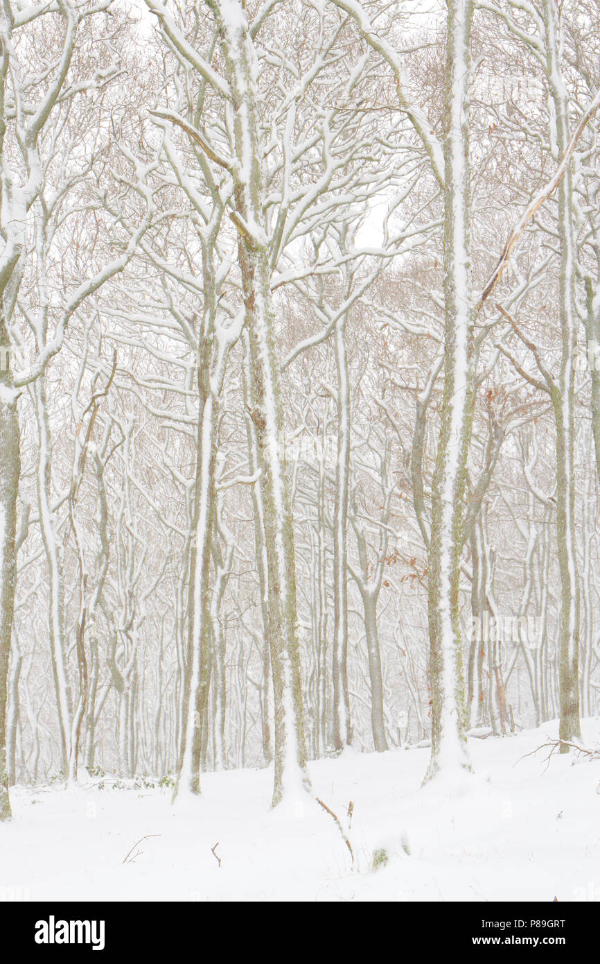 Rovere (Quercus petraea) Bosco dopo una pesante caduta di neve. Powys, Galles. Dicembre. Foto Stock