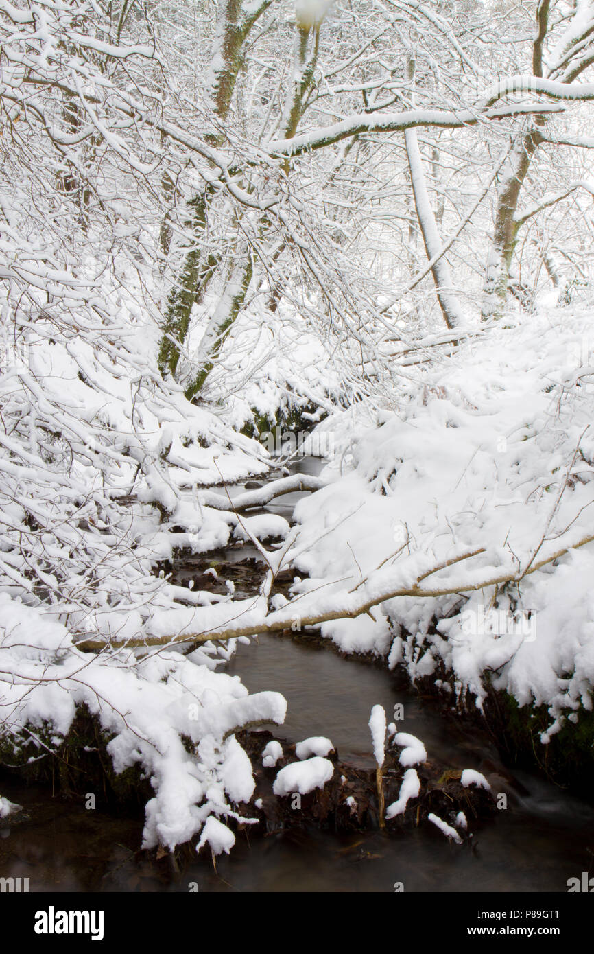 Flusso di bosco attraverso un bosco dopo una pesante caduta di neve. Powys, Galles. Dicembre. Foto Stock