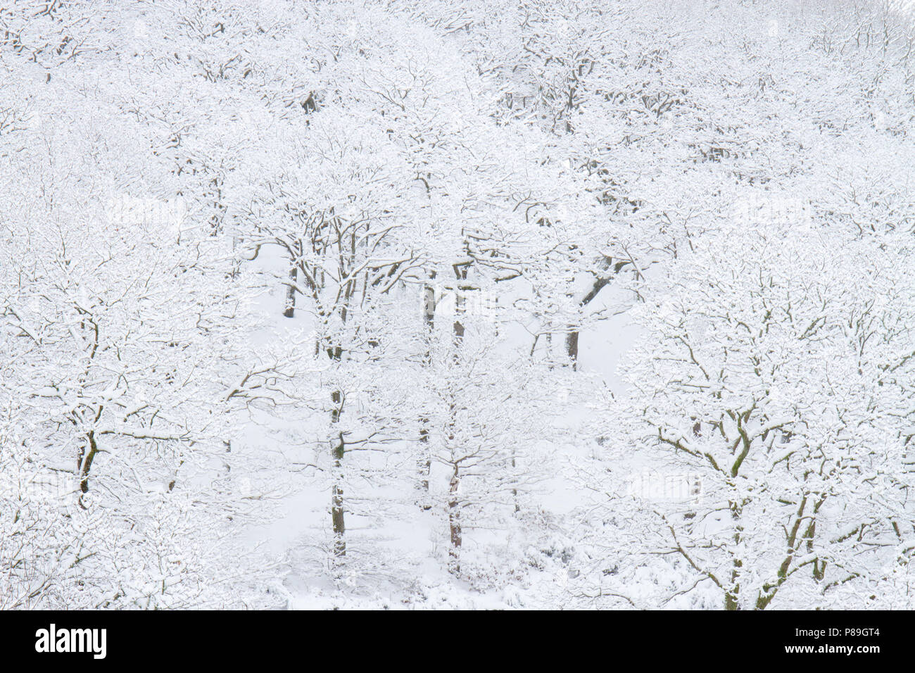 Rovere (Quercus petraea) Bosco dopo una pesante caduta di neve. Powys, Galles. Dicembre. Foto Stock