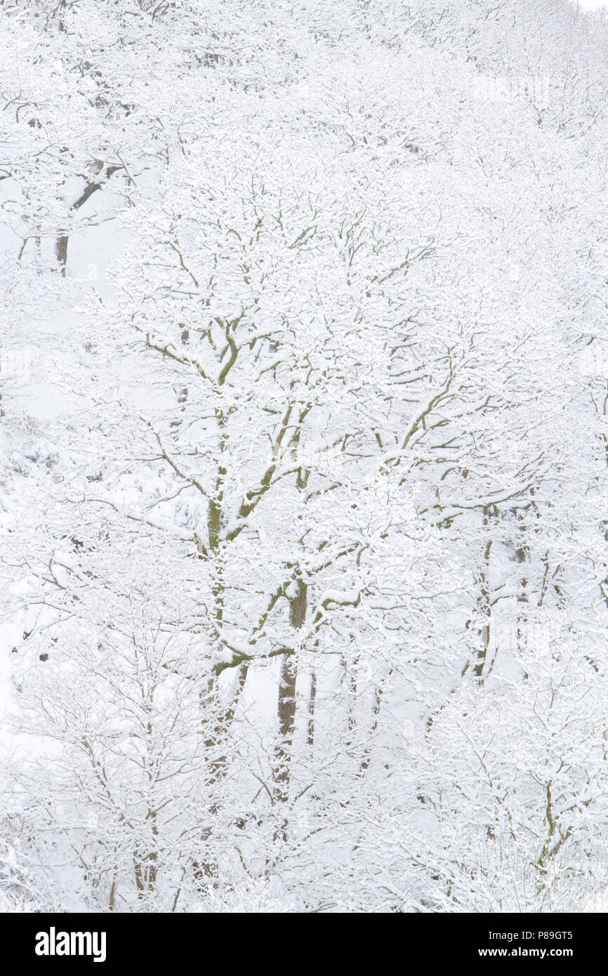 Rovere (Quercus petraea) Bosco dopo una pesante caduta di neve. Powys, Galles. Dicembre. Foto Stock