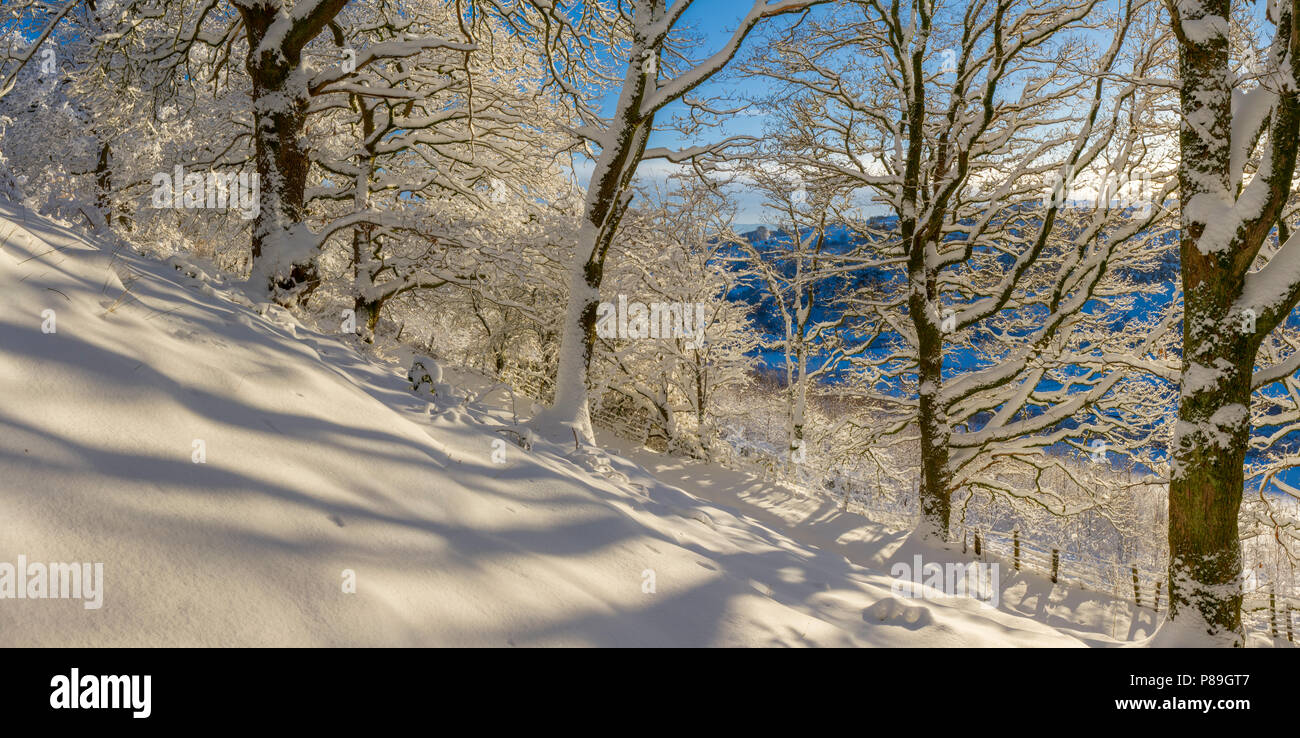 Rovere (Quercus petraea) Bosco dopo una pesante caduta di neve. Powys, Galles. Dicembre. Foto Stock