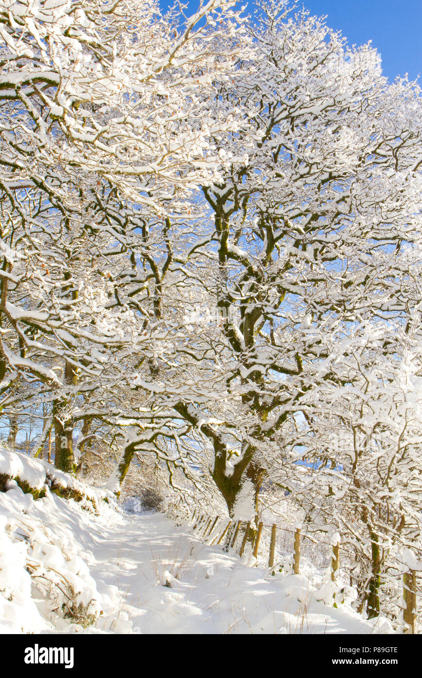 Via attraverso una quercia sessile (Quercus petraea) Bosco dopo una pesante caduta di neve. Powys, Galles. Dicembre. Foto Stock