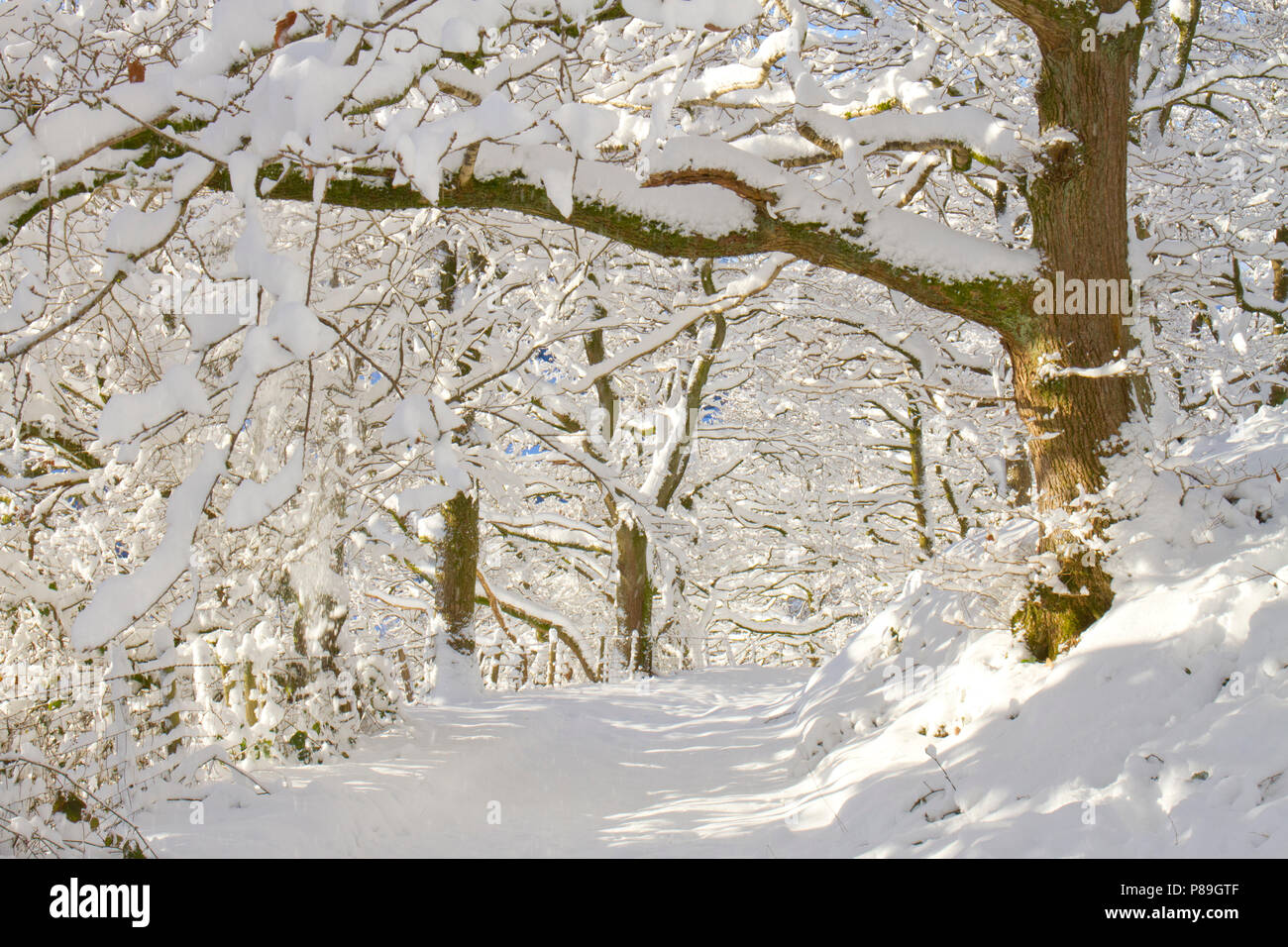 Via attraverso una quercia sessile (Quercus petraea) Bosco dopo una pesante caduta di neve. Powys, Galles. Dicembre. Foto Stock