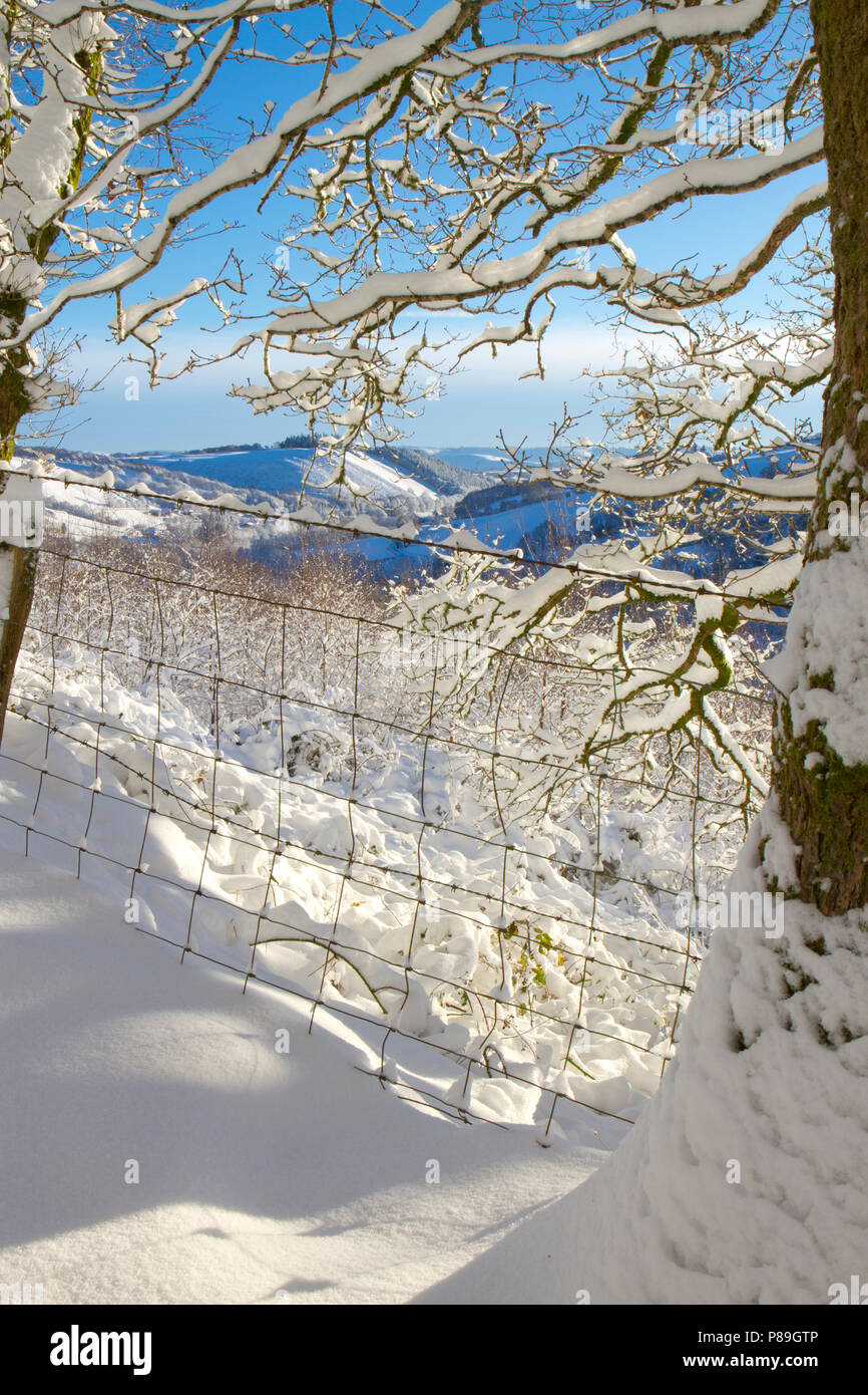Recinzione in corrispondenza del bordo di Bosco dopo una pesante caduta di neve. Powys, Galles. Dicembre. Foto Stock