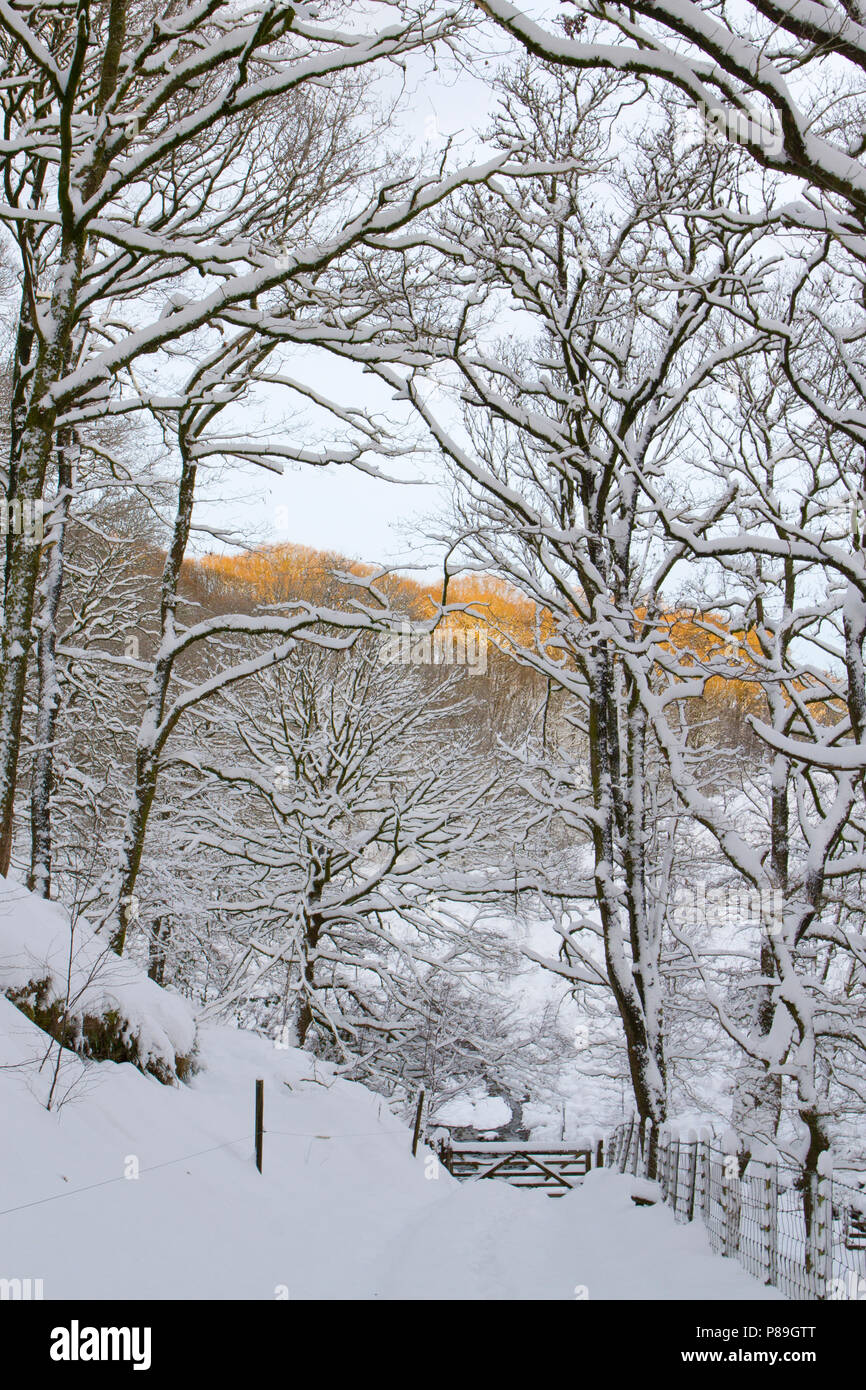 Via attraverso sessili quercia (Quercus petraea) Bosco dopo una pesante caduta di neve. Powys, Galles. Dicembre. Foto Stock