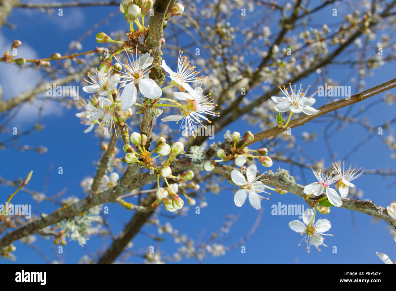 Cherry Plum (Prunus cerasifera) fiori su un piccolo albero. Powys, Galles. Aprile. Foto Stock