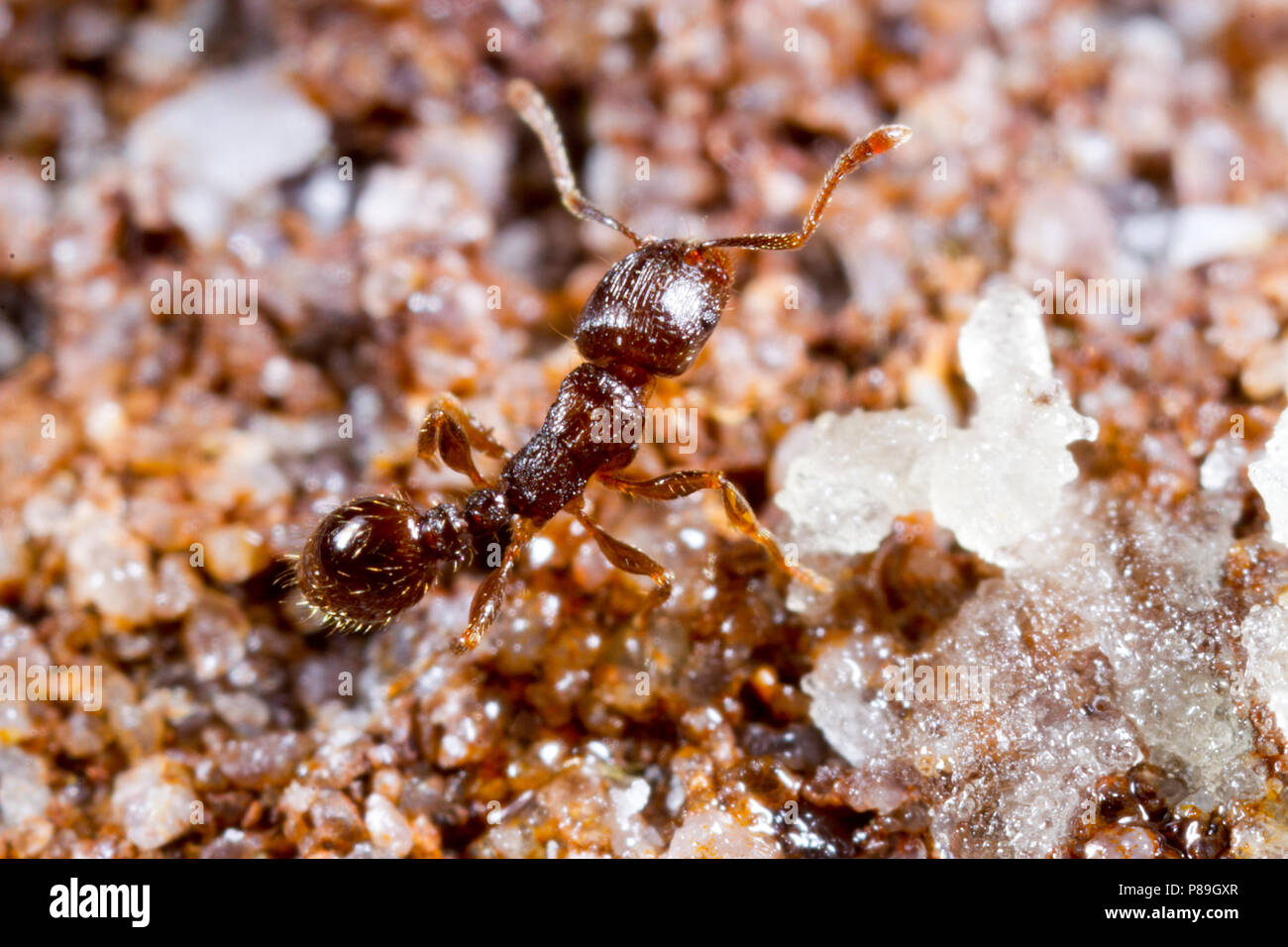 Marciapiede Ant (Tetramorium caespitum) lavoratori adulti alimentando ad esca. Il Dorset, Inghilterra. Aprile. Foto Stock