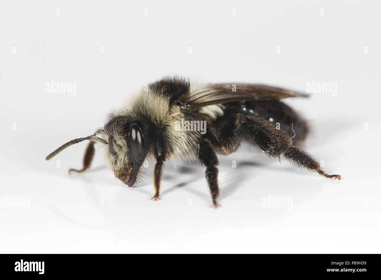 Ashy Mining-bee (Andrena cineraria) femmina adulta fotografata su uno sfondo bianco. Powys, Galles. Maggio. Foto Stock