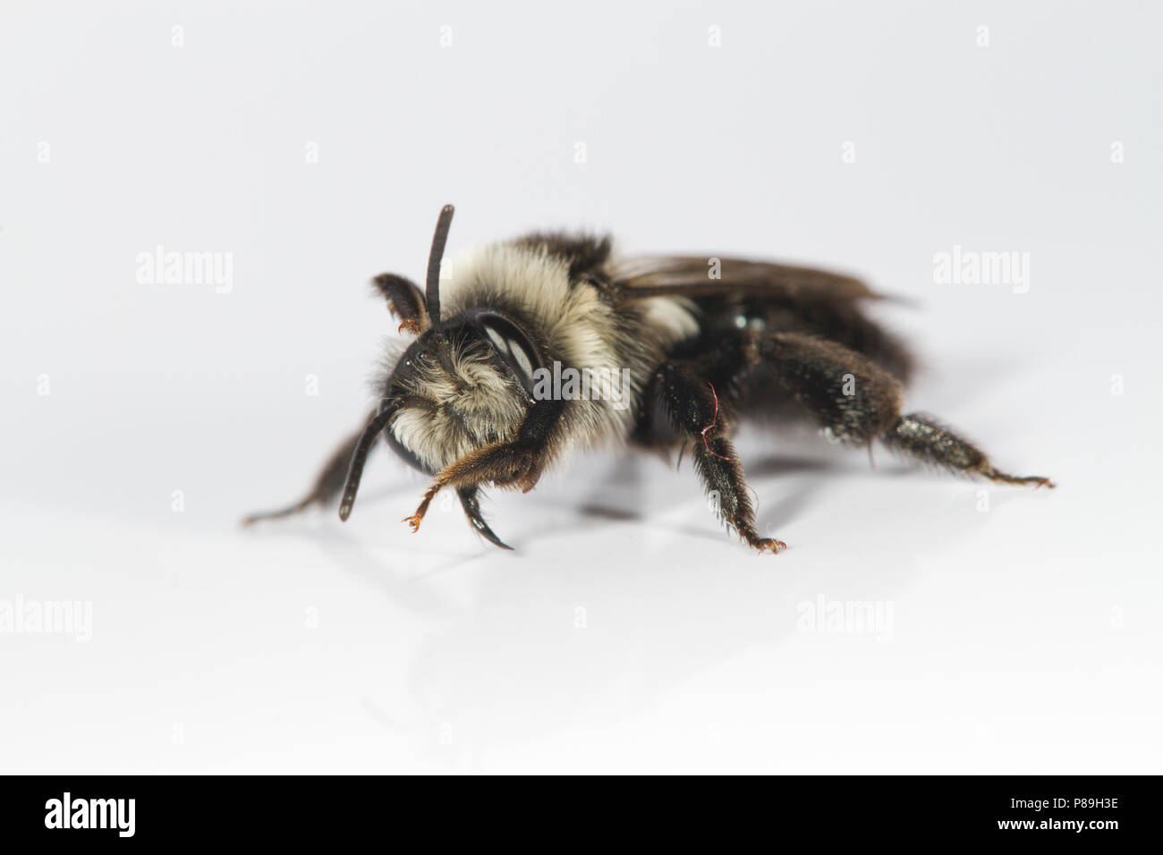 Ashy Mining-bee (Andrena cineraria) femmina adulta fotografata su uno sfondo bianco. Powys, Galles. Maggio. Foto Stock