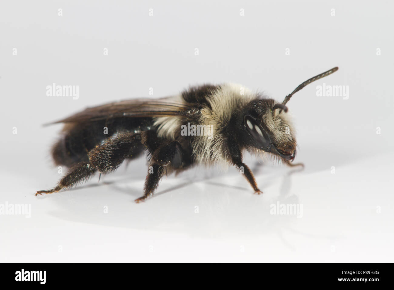 Ashy Mining-bee (Andrena cineraria) femmina adulta fotografata su uno sfondo bianco. Powys, Galles. Maggio. Foto Stock