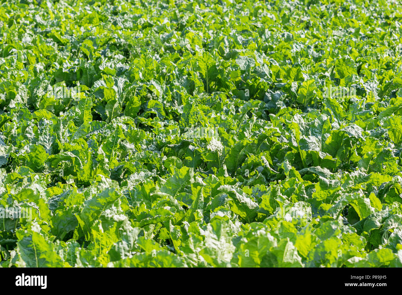 La barbabietola da zucchero campo. Il verde delle barbabietole da zucchero nel terreno. Foto Stock