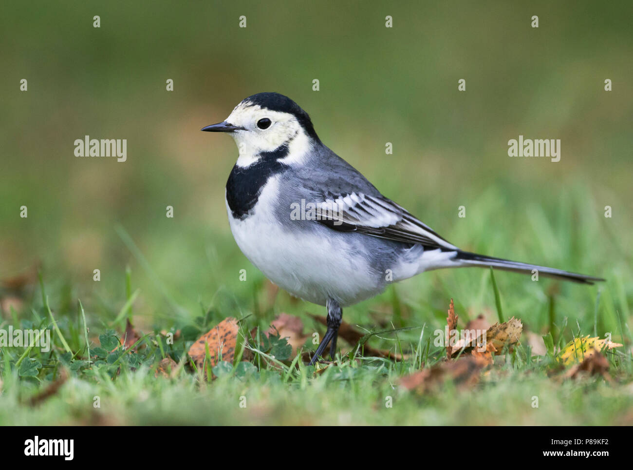 White Wagtail, Witte Kwikstaart, Motacilla alba ssp. alba, Gran Bretagna Foto Stock