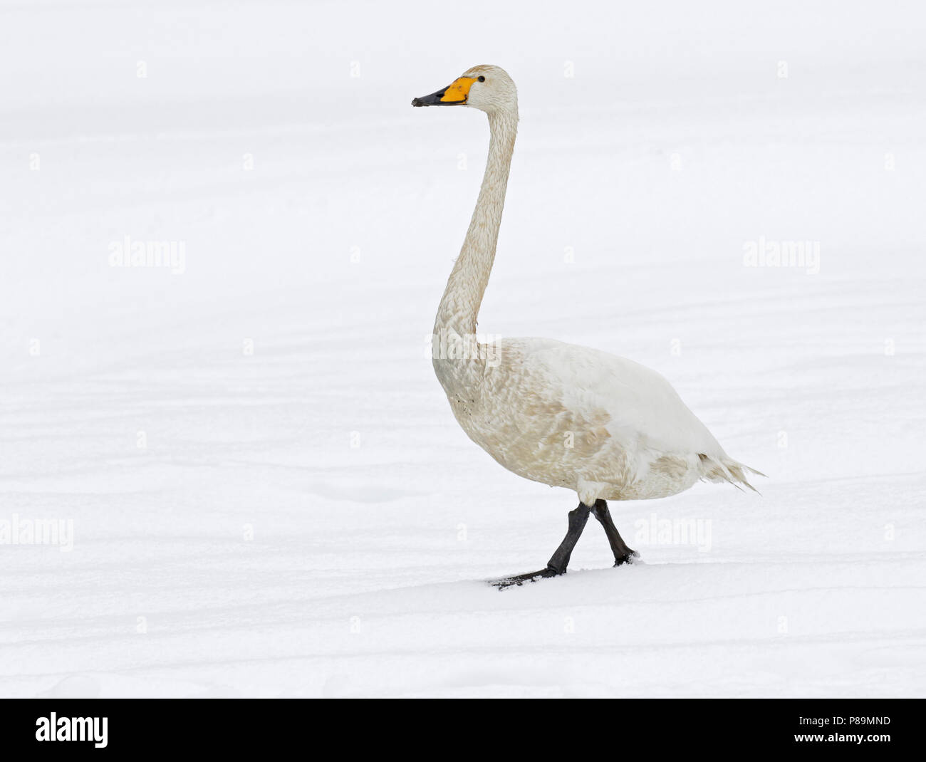 Svernamento Whooper Swan (Cygnus cygnus) su Hokkaido, Giappone Foto Stock