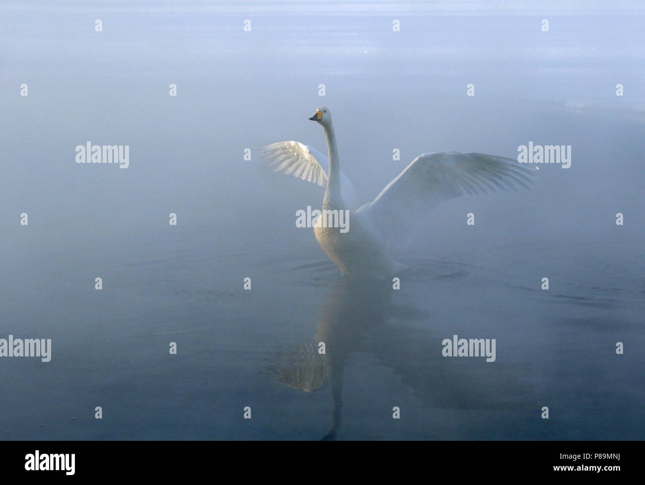 Svernamento Whooper Swan (Cygnus cygnus) su Hokkaido, Giappone Foto Stock