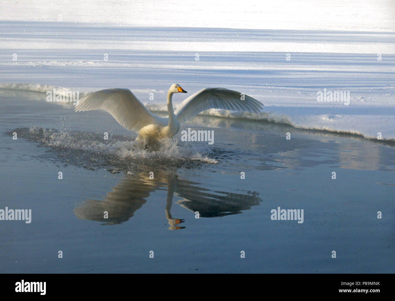 Svernamento Whooper Swan (Cygnus cygnus) su Hokkaido, Giappone Foto Stock