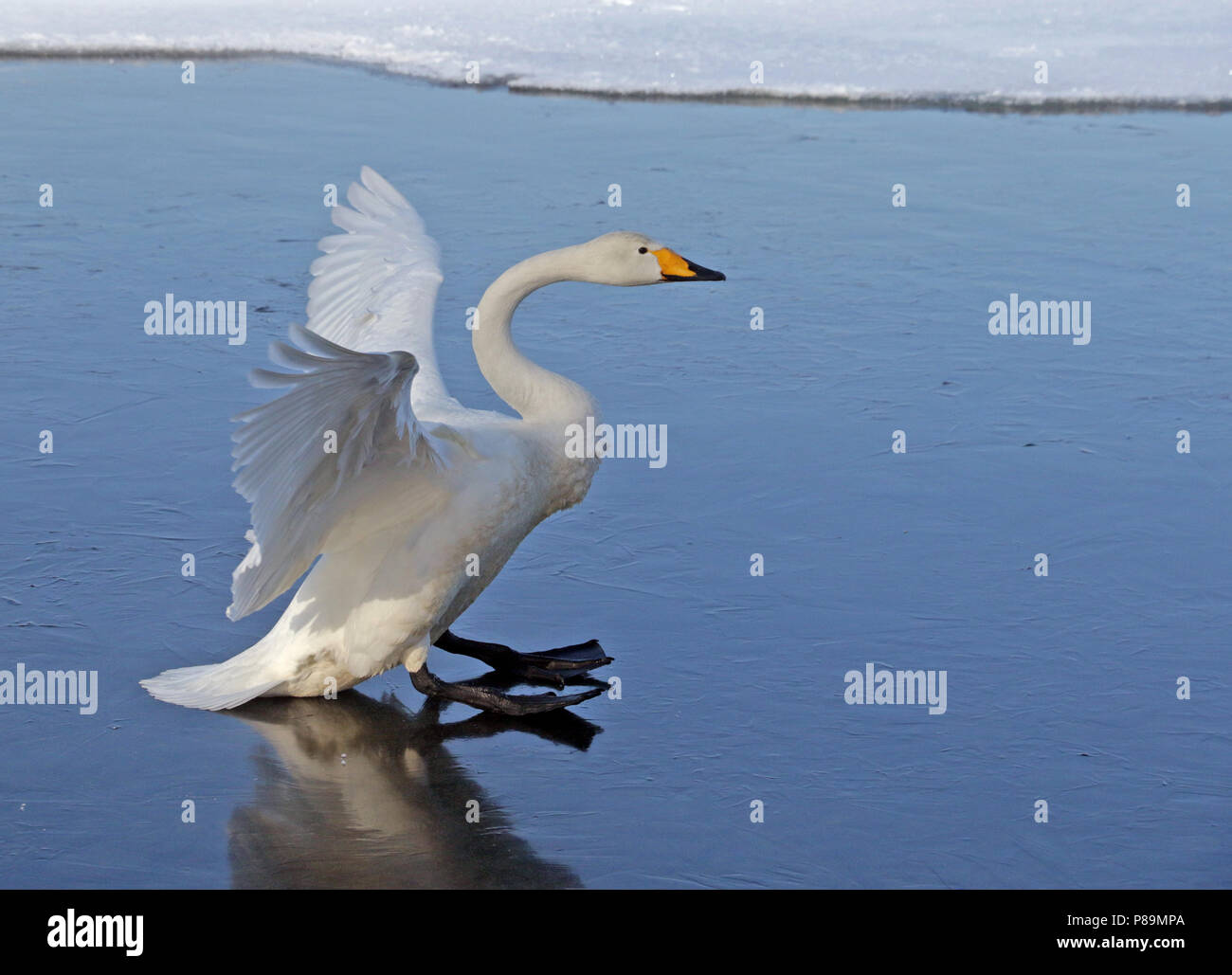 Svernamento Whooper Swan (Cygnus cygnus) su Hokkaido, Giappone Foto Stock