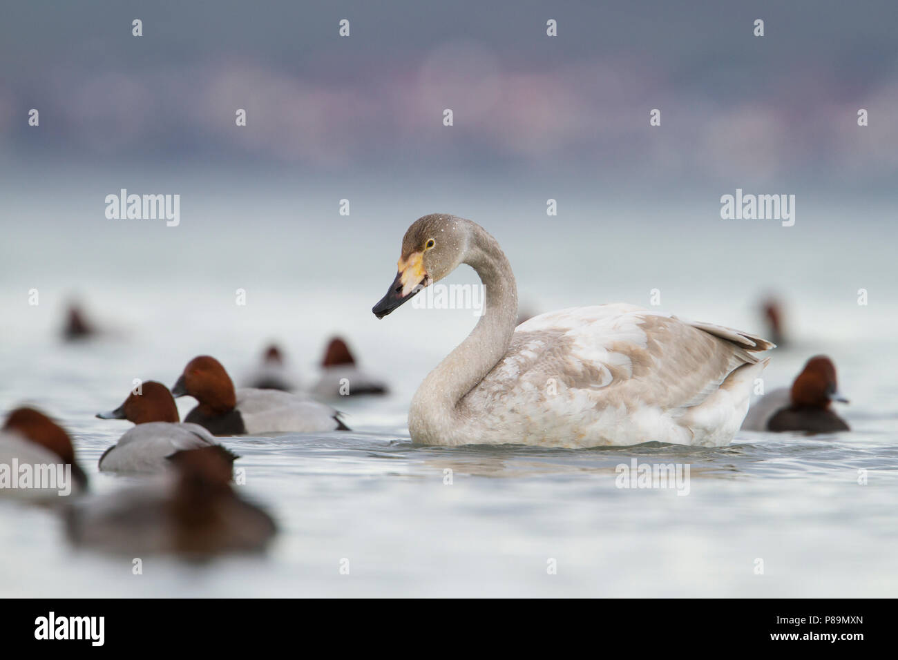 Whooper Swan - Singschwan - Cygnus cygnus, Svizzera, 2° cy Foto Stock