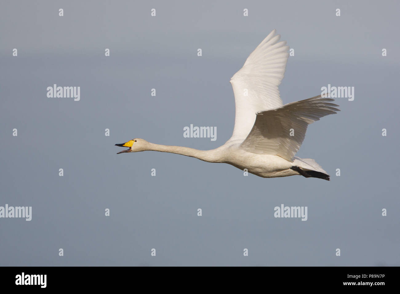 Whooper Swan, Wilde Zwaan, Cygnus cygnus Foto Stock